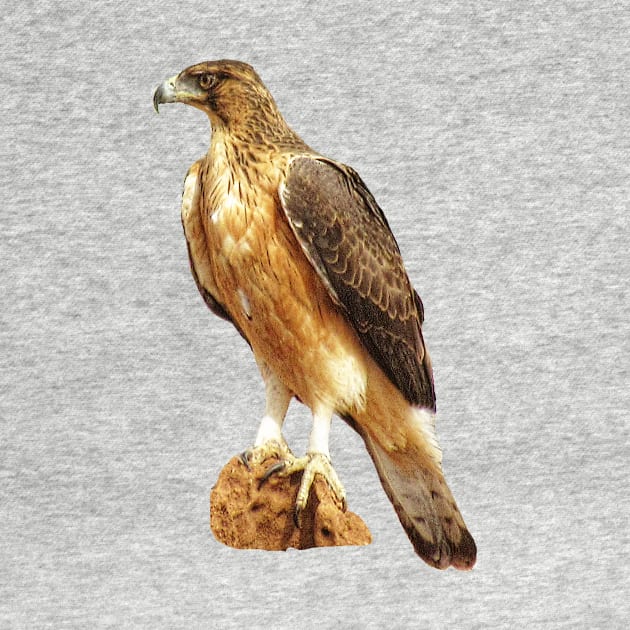 Snake-Eagle - Bird - Eagle in Africa by T-SHIRTS UND MEHR